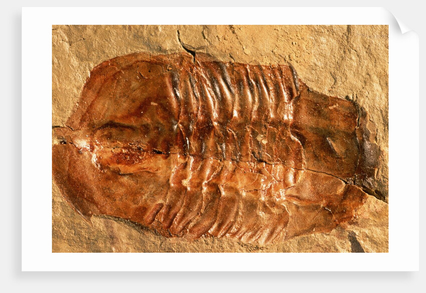 Trilobite Fossil by Anonymous