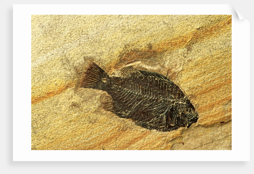 Fossil Fish by Anonymous