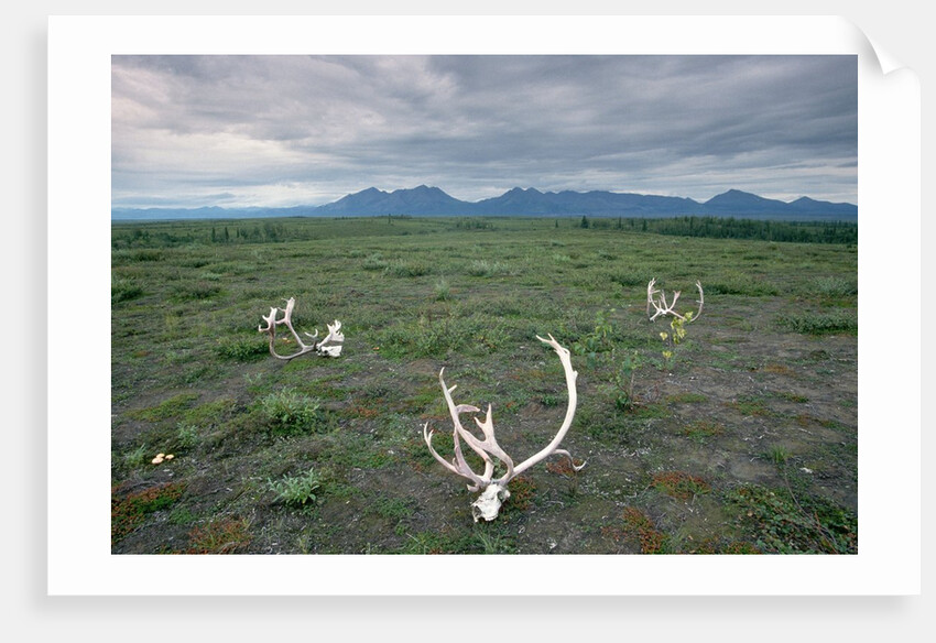 Caribou Skulls Left by Hunters by Anonymous
