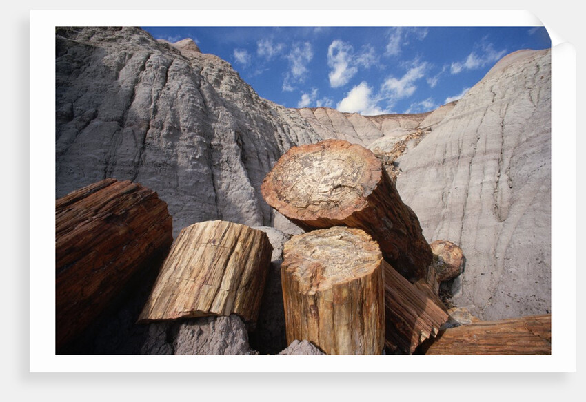 Petrified Logs by Anonymous