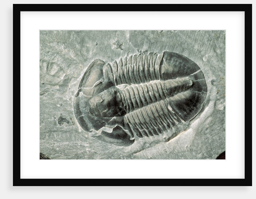 Trilobite Fossil by Anonymous