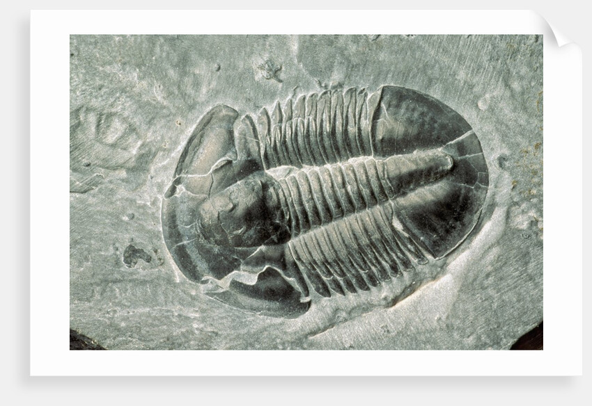 Trilobite Fossil by Anonymous