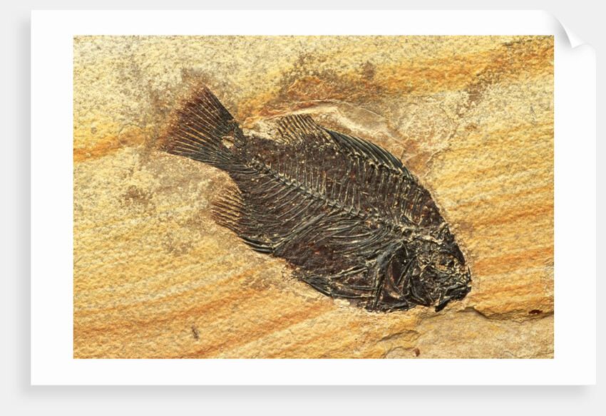 Fish Fossil by Anonymous