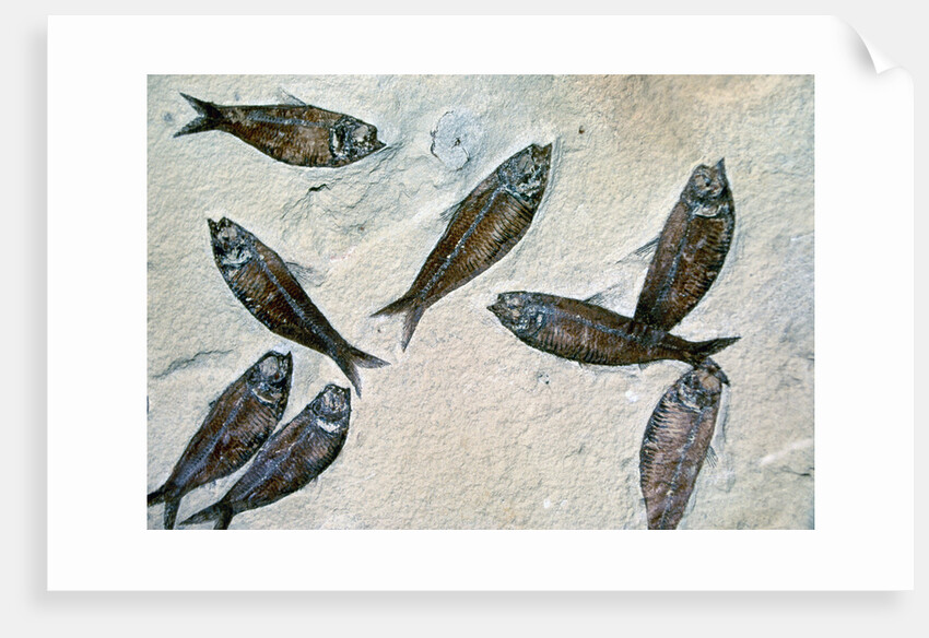 Fish Fossil by Anonymous