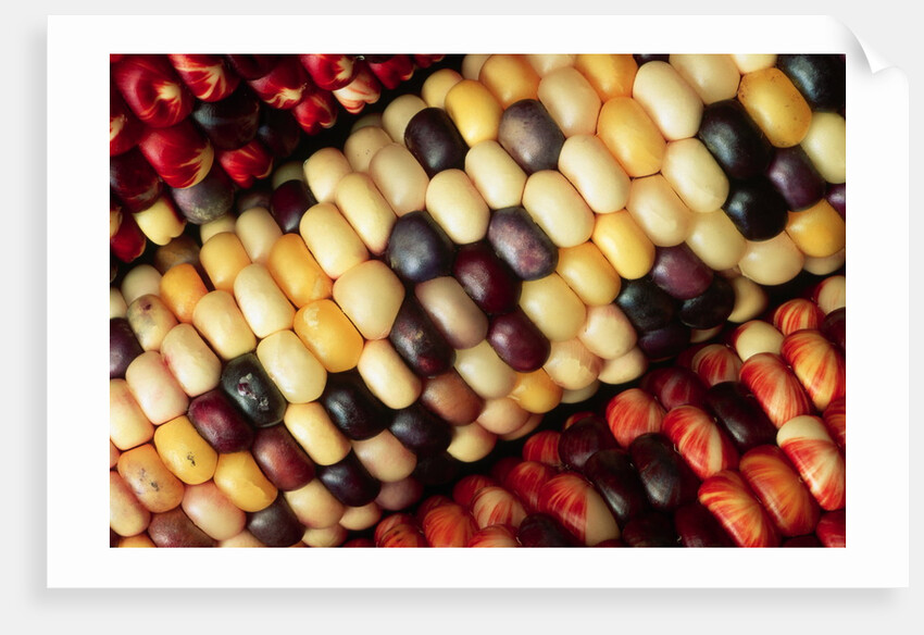 Indian Corn by Anonymous