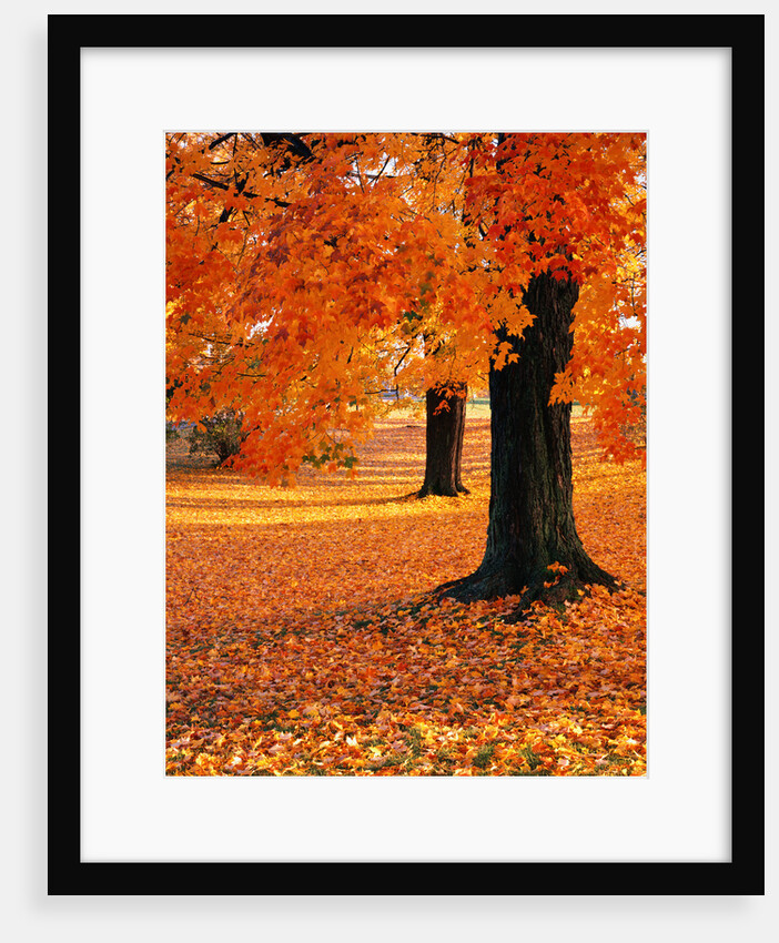 Maple Trees in Autumn by Anonymous