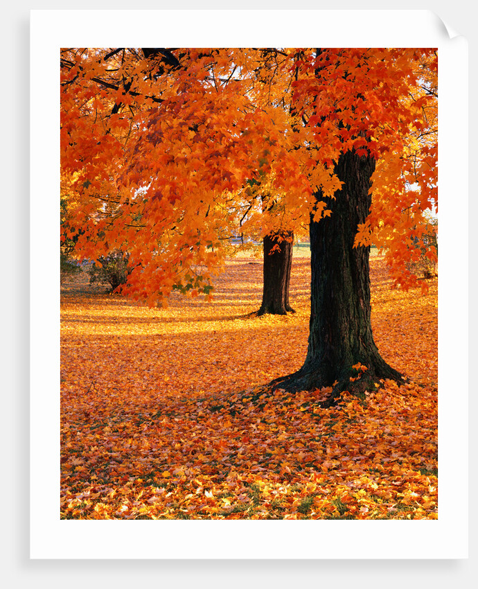 Maple Trees in Autumn by Anonymous