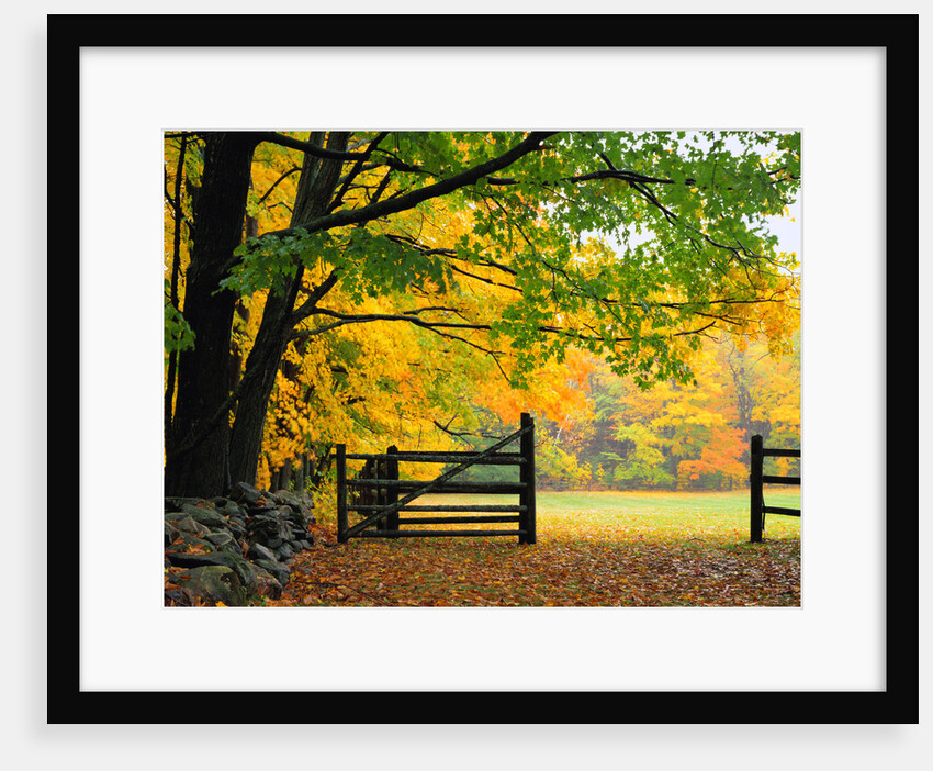 Fall Foliage Surrounds an Open Gate by Anonymous