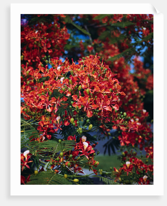 Poinciana Tree in Bloom by Anonymous