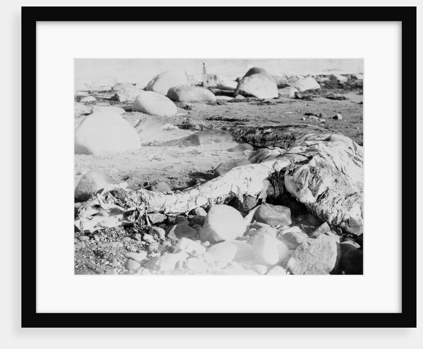 Unusual Animal Washed Ashore onto the Beach by Anonymous