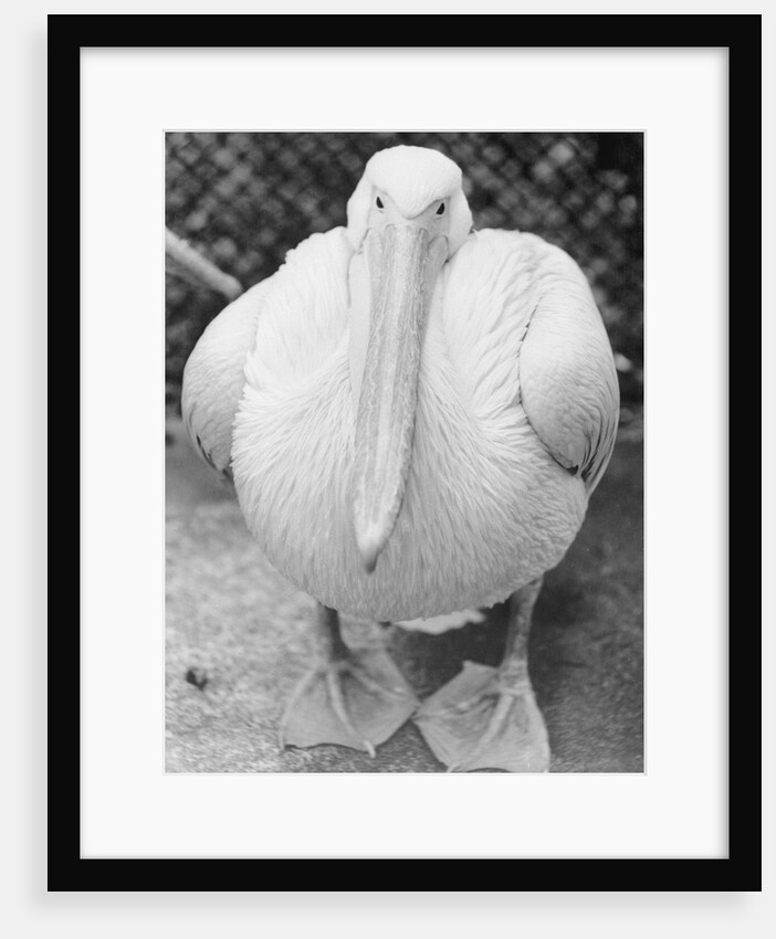 View of Pelican by Anonymous