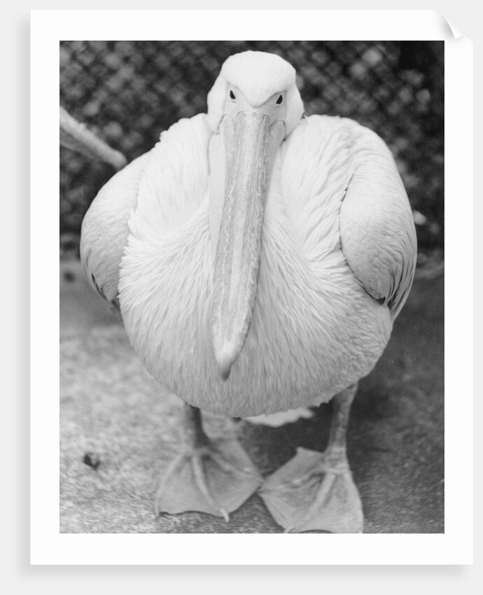 View of Pelican by Anonymous