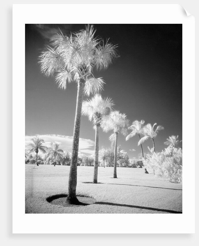 Palm Trees Appearing to Be Covered in Snow by Anonymous