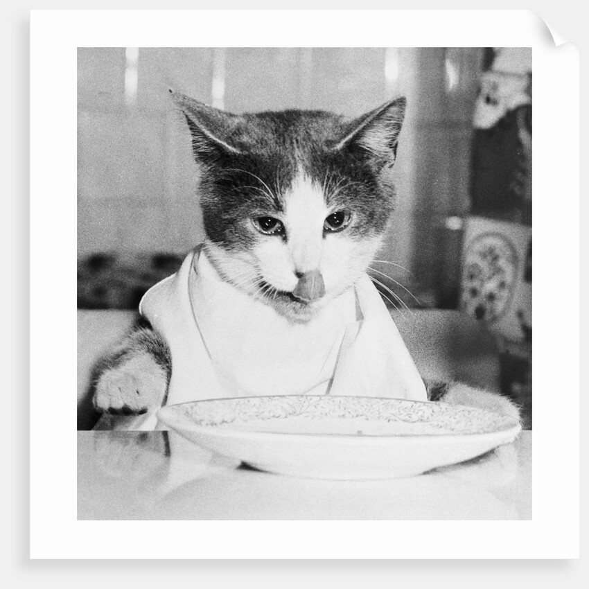 Cat Waiting to Eat by Anonymous