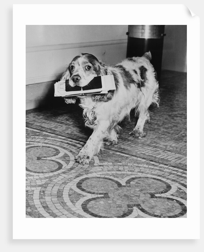 Cocker Spaniel Carrying Papers by Anonymous