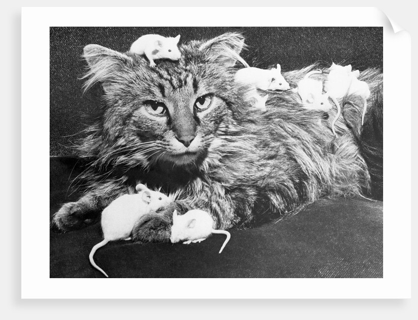 Mice Playing on a Cat by Anonymous