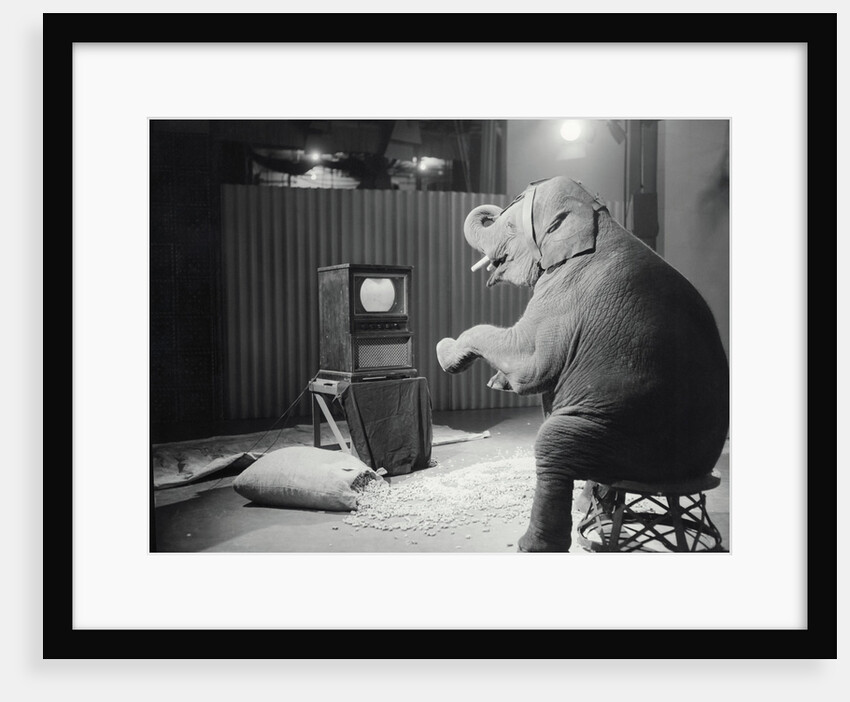 Elephant Watching Television by Anonymous