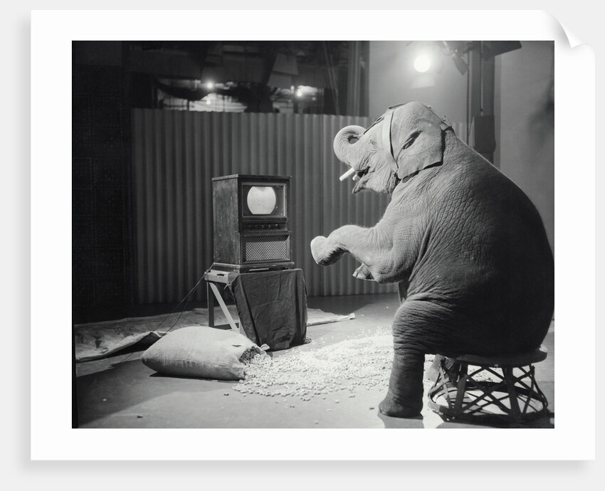 Elephant Watching Television by Anonymous