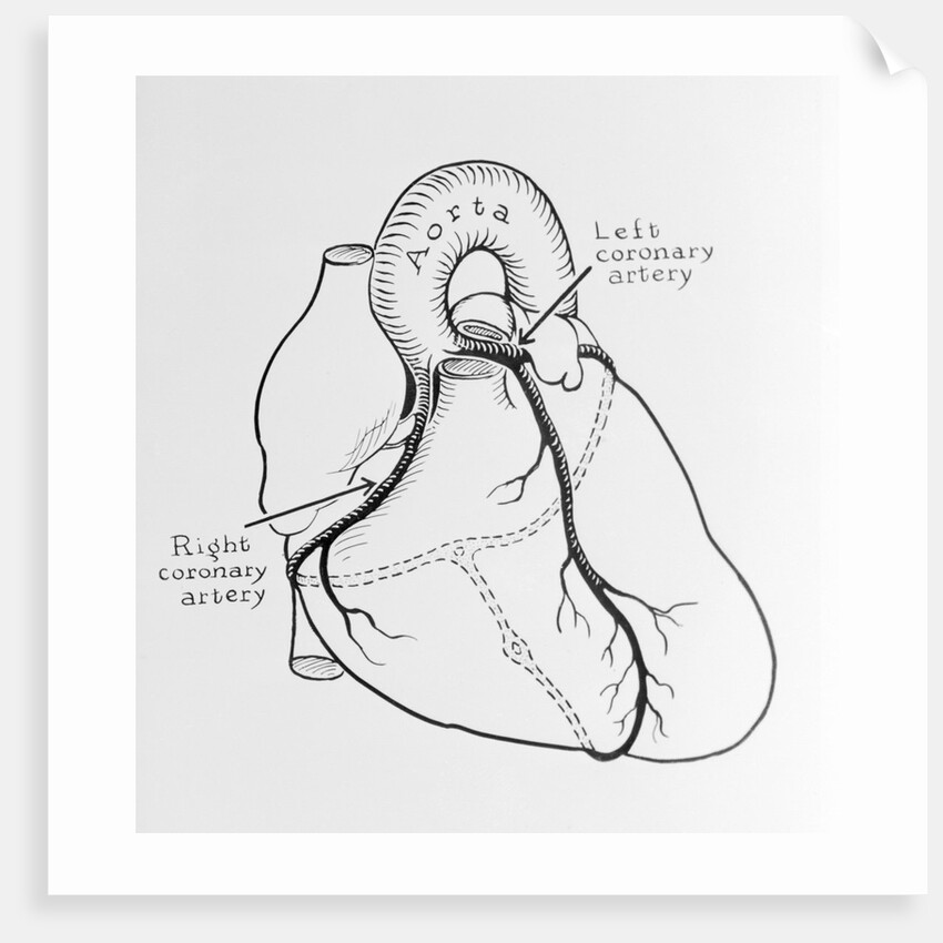 Heart Diagram by Anonymous