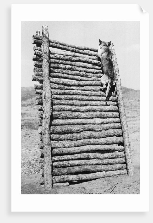 Army Sentry Dog Scales Wall by Anonymous