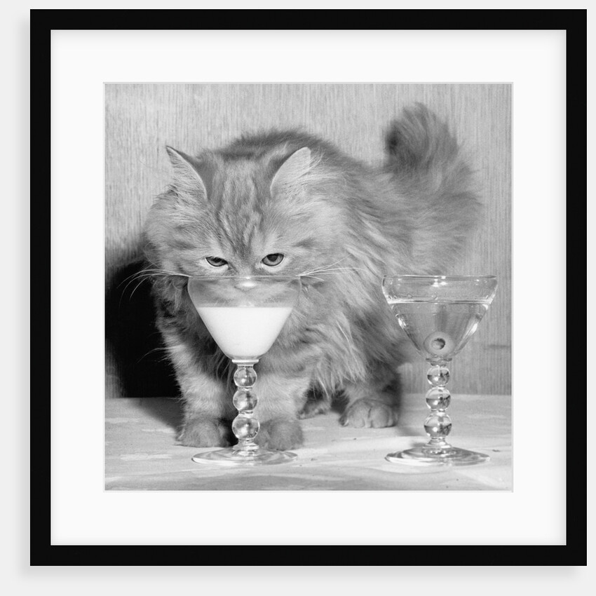 Kitten Choosing Milk over Martini by Anonymous