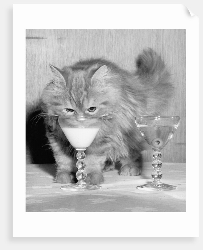 Kitten Choosing Milk over Martini by Anonymous