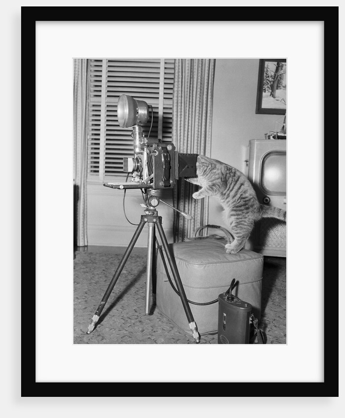 Cat Playing with Camera by Anonymous