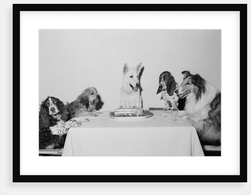 Movie Dog and Friends Celebrating Birthday by Anonymous