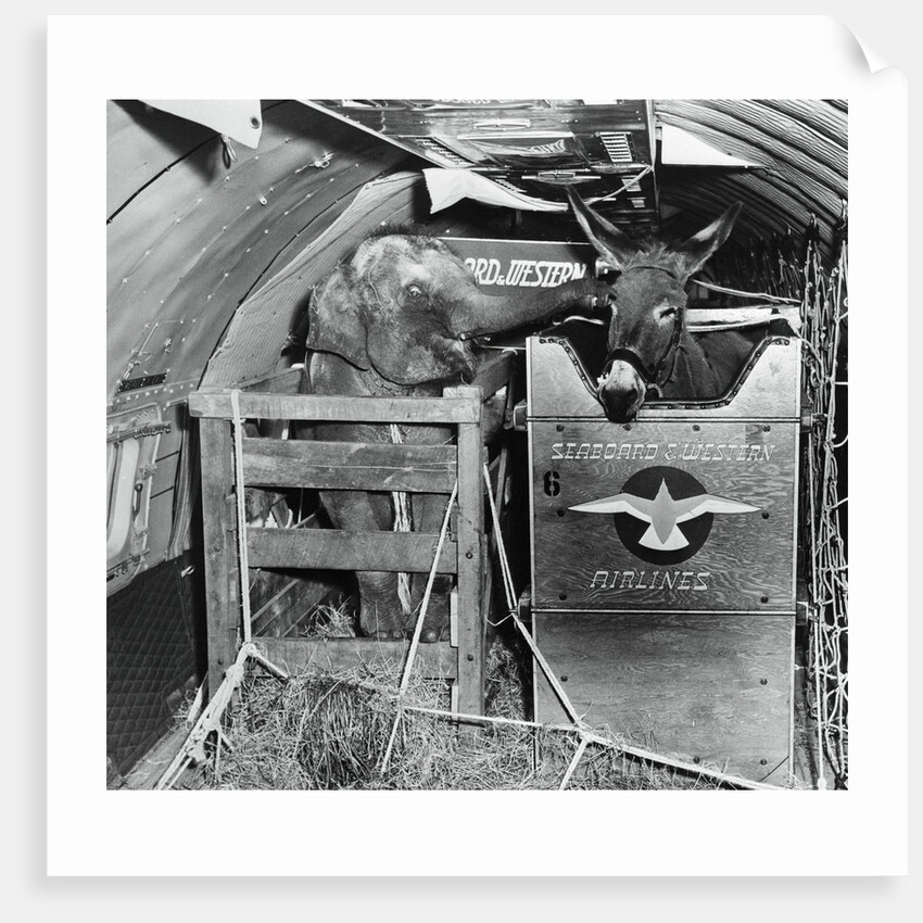 A Donkey and an Elephant by Anonymous