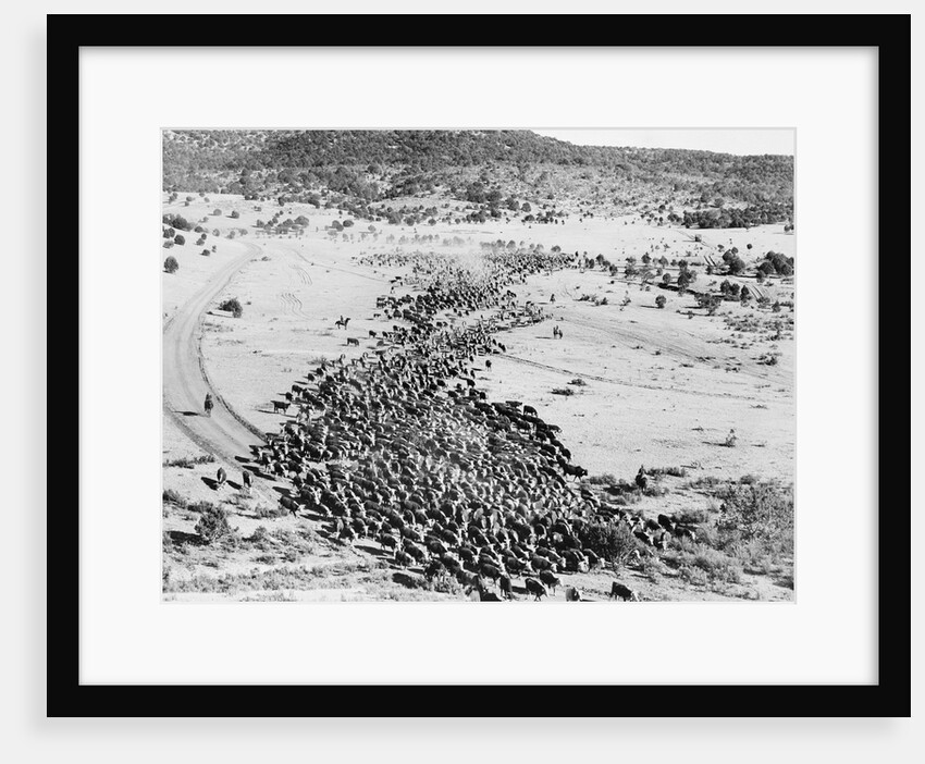 Cattle on a Cattle Drive by Anonymous