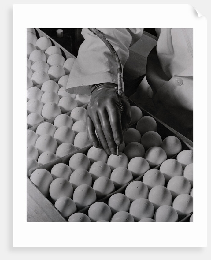 Close Up of Eggs Being Drilled for Flu Research by Anonymous