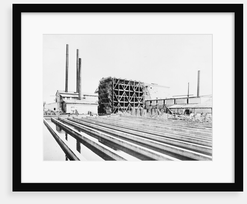 Sugar Plant by Anonymous