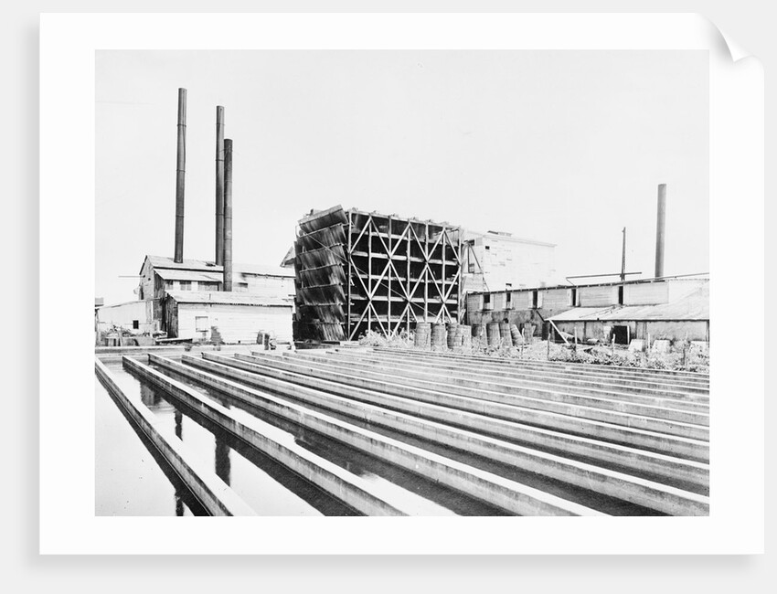 Sugar Plant by Anonymous