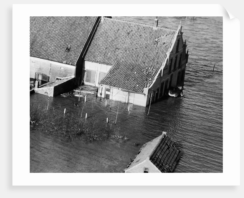 Animal Standing by House Submerged in Flood Waters by Anonymous