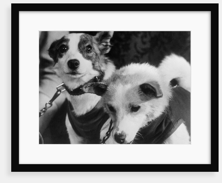 Canine Astronauts Strelka and Belka by Anonymous