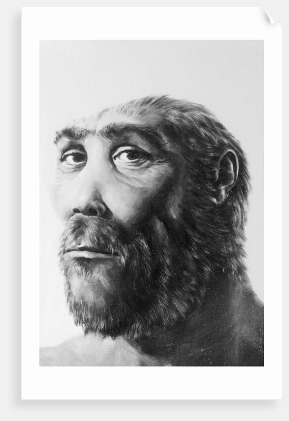 Artist's Recreation of Prehistoric Man's Head by Anonymous