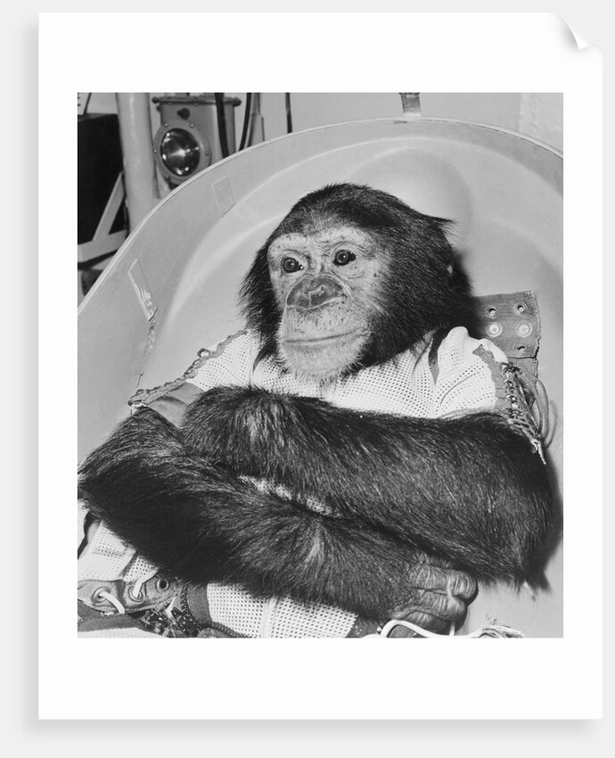 Space Travelling Monkey in Capsule by Anonymous