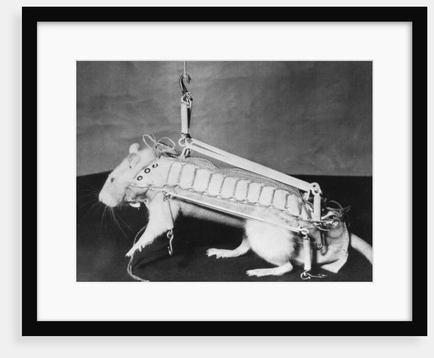 Rodent Regalia by Anonymous