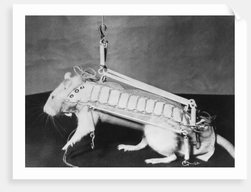 Rodent Regalia by Anonymous