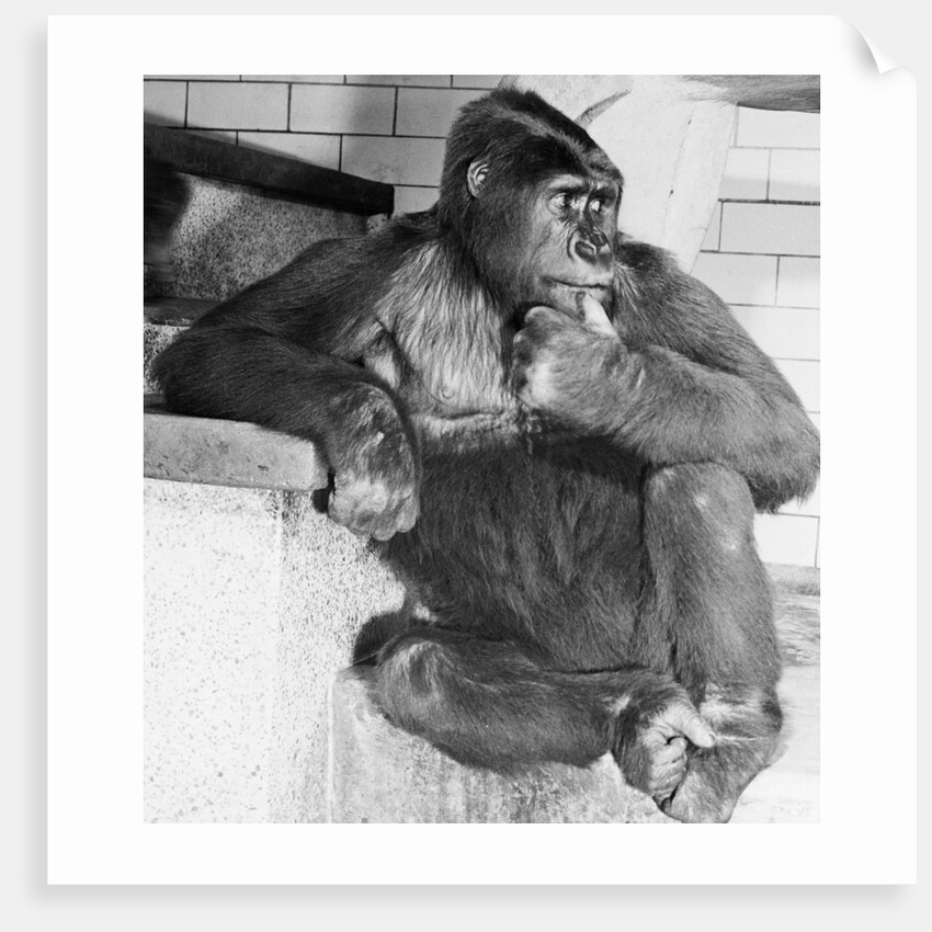 Gorilla by Anonymous