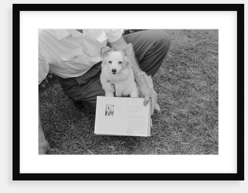 Small Puppy on Floor by Anonymous