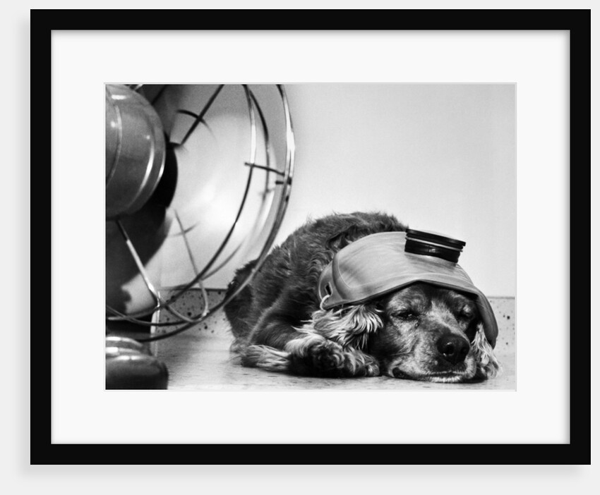 Cocker Spaniel Keeping Cool with Electric Fan by Corbis