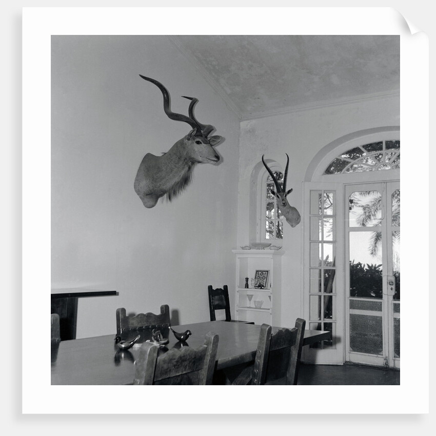 Animal Busts Hanging in Ernest Hemingway's Home by Anonymous