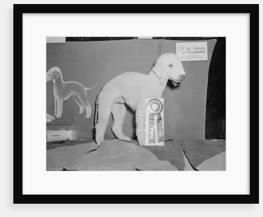 Dog Posing With Its Blue Ribbon by Anonymous