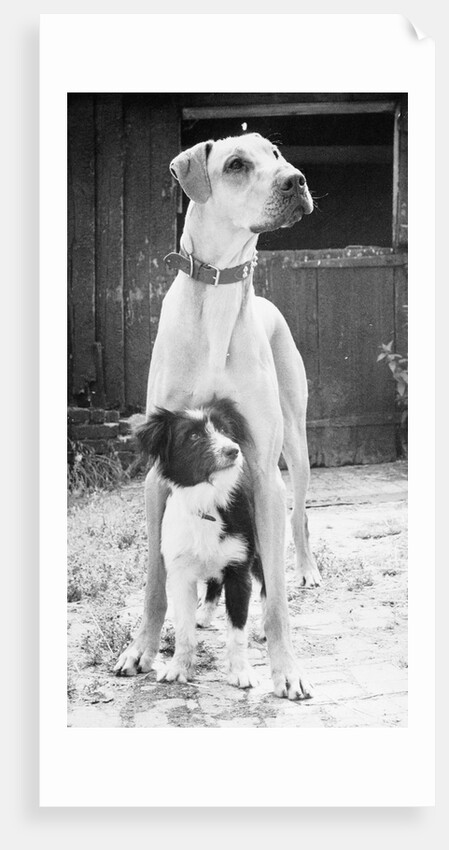 Small Dog Standing Under Great Dane by Anonymous