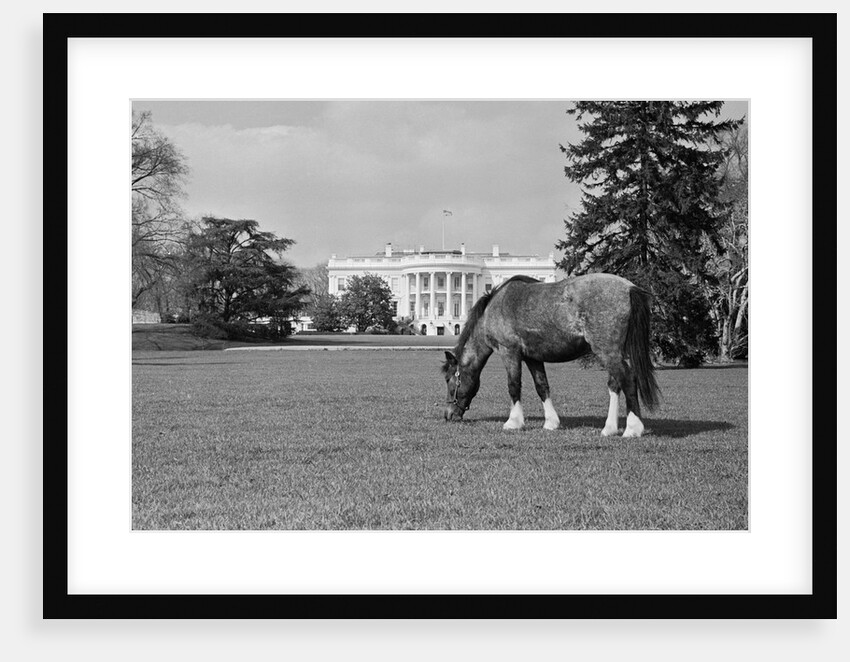 Young Horse Grazing on Grass by Anonymous