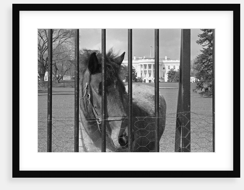 Young Horse Standing Behind Fence by Anonymous