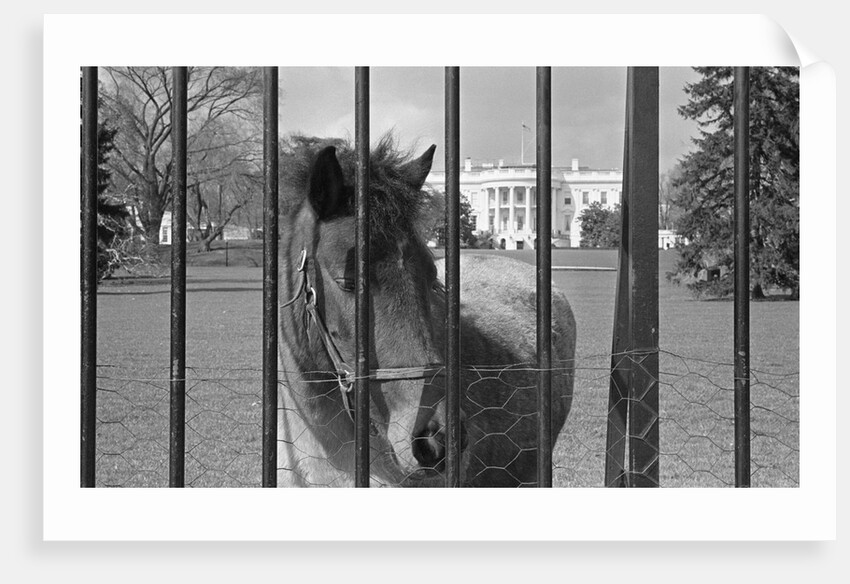Young Horse Standing Behind Fence by Anonymous