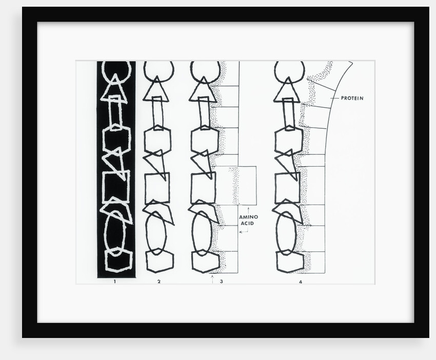 Diagram of DNA by Anonymous