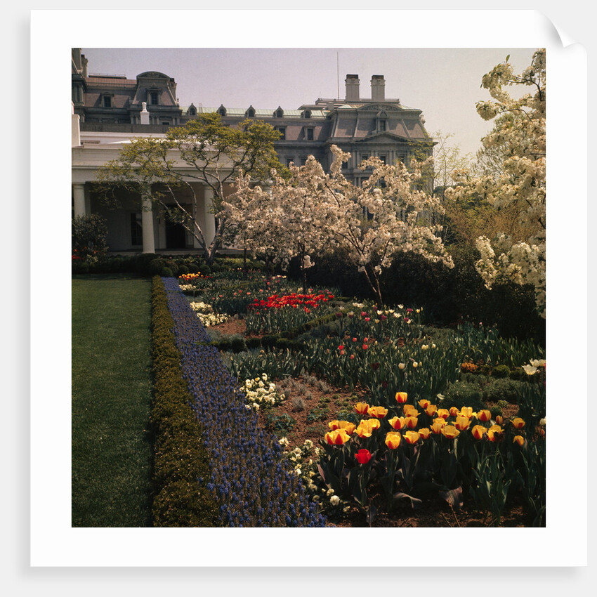 White House Rose Garden by Anonymous